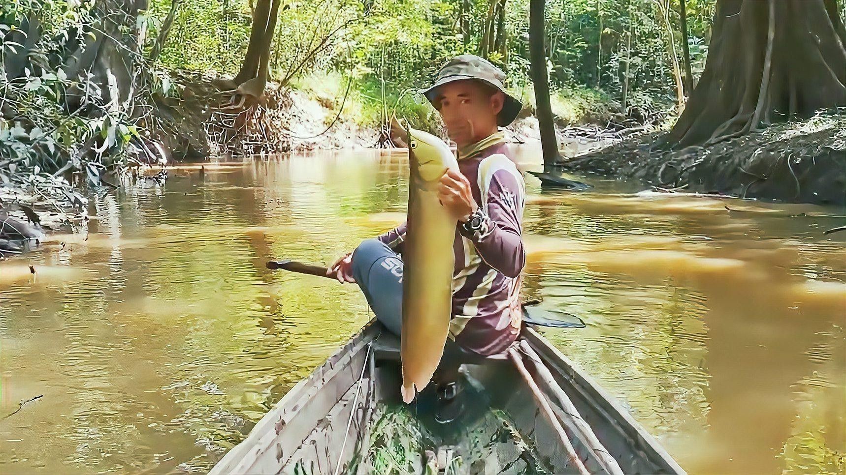 巨型銀龍魚視頻大全