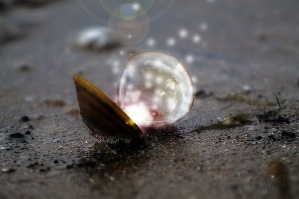 十大最貴雷龍魚排名，十大最貴的雷龍魚品種