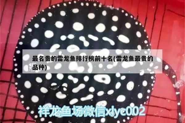 十大最貴雷龍魚排名，十大最貴的雷龍魚品種