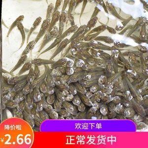龍魚吃草金：草金魚的營養價值分析