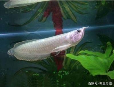 龍魚入缸注意什么事項和禁忌：養龍魚需要注意以下幾個方面：龍魚入缸注意事項和禁忌