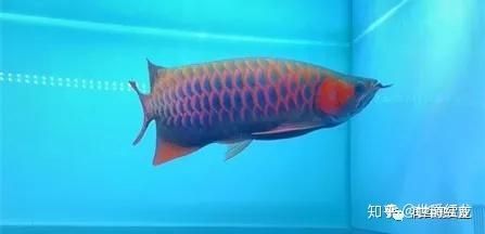 什么品牌的紅龍魚最好養殖：p越南紅龍魚品牌排行榜p德國紅龍魚品牌排行榜