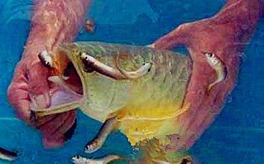 金龍魚張大嘴巴什么原因:金龍魚張嘴什么原因 龍魚百科 第1張 金龍魚張大嘴巴什么原因:金龍魚張嘴什么原因 金龍魚張大嘴巴什么原因:金龍魚張嘴什么原因 龍魚百科 第1張