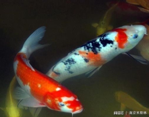 新紅龍魚入缸,下兩袋海鹽好嗎（新紅龍魚入缸是否適合下兩袋海鹽）