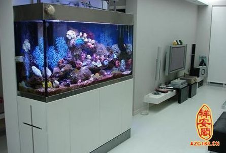 客廳魚缸養什么魚好看（客廳魚缸如何布置更美觀）