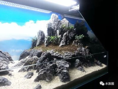 客廳魚缸養什么魚好看（客廳魚缸如何布置更美觀）
