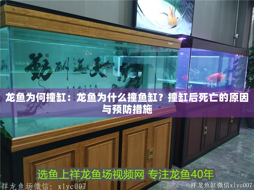 龍魚為何撞缸：龍魚為什么撞魚缸？撞缸后死亡的原因與預防措施