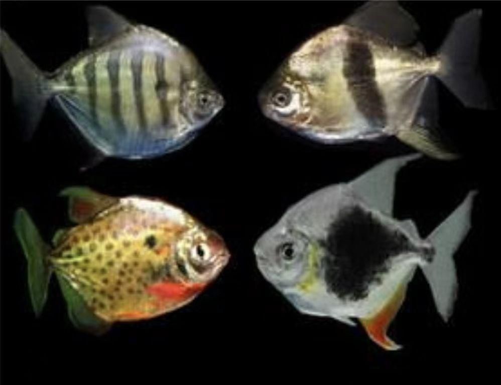 黑桃a銀板魚跟龍魚混養：黑桃a銀板魚和龍魚可以混養嗎？ 黑桃a銀板魚跟龍魚混養：黑桃a銀板魚和龍魚可以混養嗎？ 龍魚百科 第2張