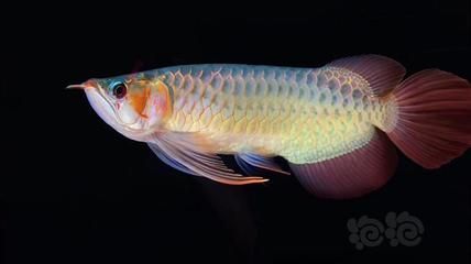 龍魚大湖魚的含義（大湖魚在龍魚市場上具有較高的經濟價值和社會地位）