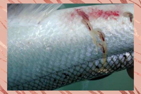 如何區分鲺和魚虱？