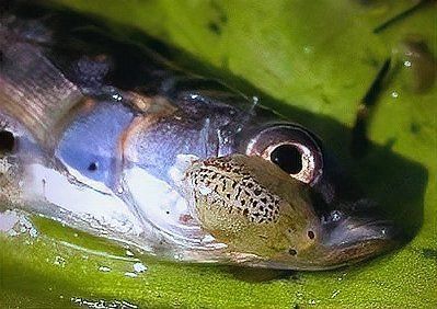 如何區分鲺和魚虱？
