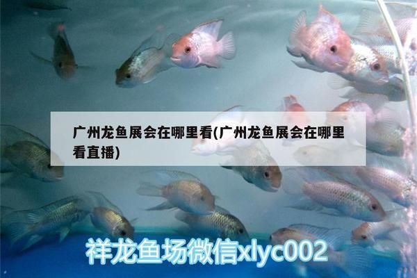 綠皮紅龍魚(yú)怎樣鑒別：怎樣鑒別綠皮紅龍魚(yú)