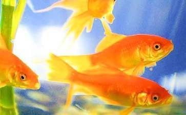 金龍魚是哪個(gè)國家的企業(yè)品牌（金龍魚是哪個(gè)國家的企業(yè)品牌啊）