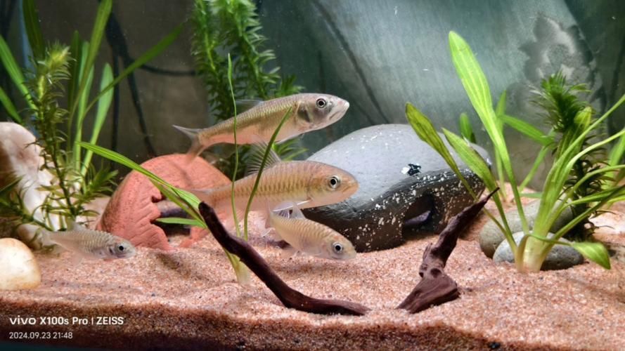 吉羅魚苗2-3cm圖片高清 龍魚百科 第2張 吉羅魚苗2-3cm圖片高清 吉羅魚苗2-3cm圖片高清 龍魚百科 第2張