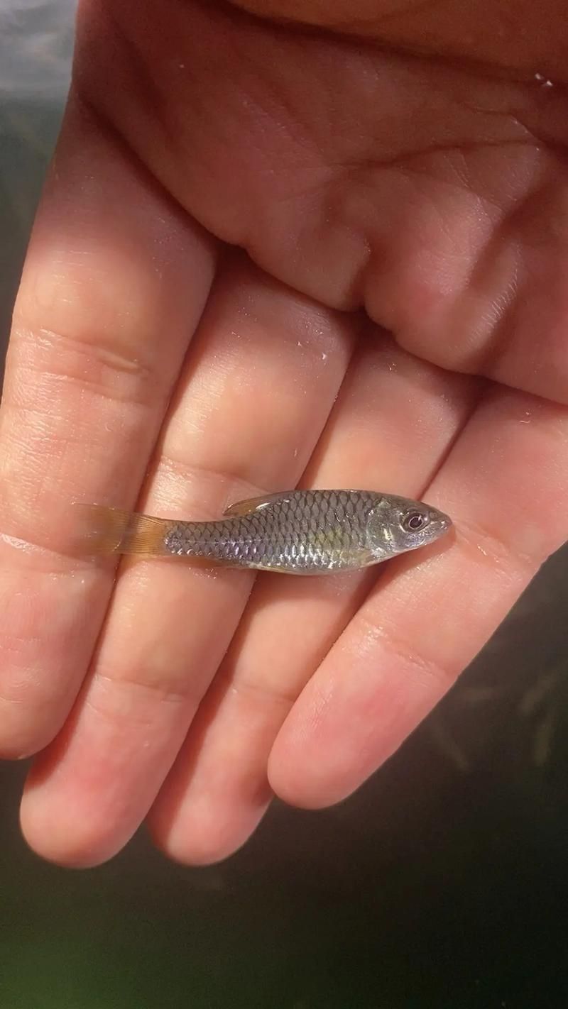 吉羅魚苗2-3cm圖片高清 龍魚百科 第1張 吉羅魚苗2-3cm圖片高清 吉羅魚苗2-3cm圖片高清 龍魚百科 第1張