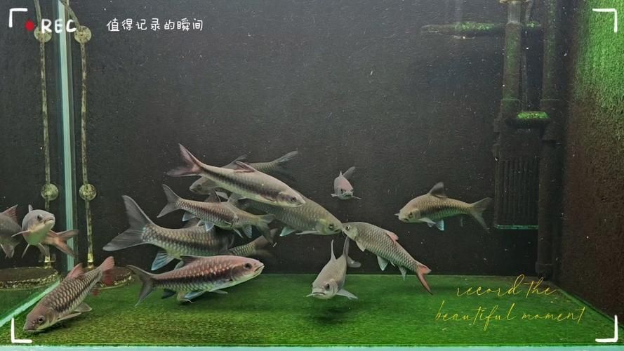 吉羅魚苗2-3cm圖片高清 龍魚百科 第5張 吉羅魚苗2-3cm圖片高清 吉羅魚苗2-3cm圖片高清 龍魚百科 第5張