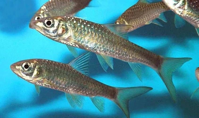 吉羅魚苗2-3cm圖片高清 龍魚百科 第6張 吉羅魚苗2-3cm圖片高清 吉羅魚苗2-3cm圖片高清 龍魚百科 第6張