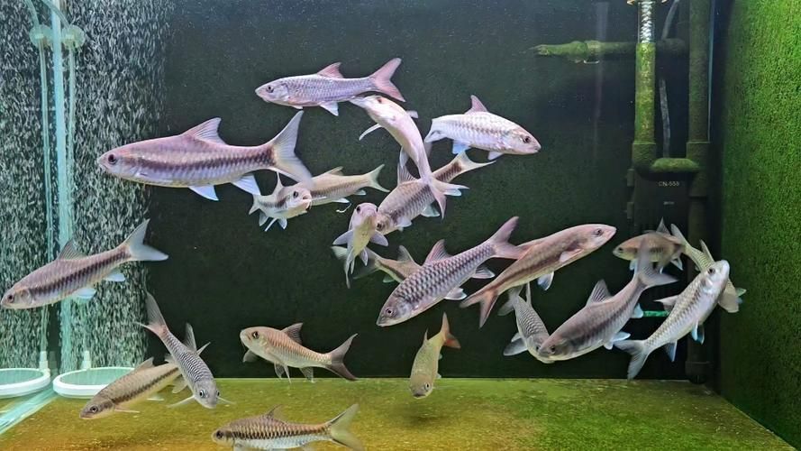 吉羅魚苗2-3cm圖片高清 龍魚百科 第4張 吉羅魚苗2-3cm圖片高清 吉羅魚苗2-3cm圖片高清 龍魚百科 第4張