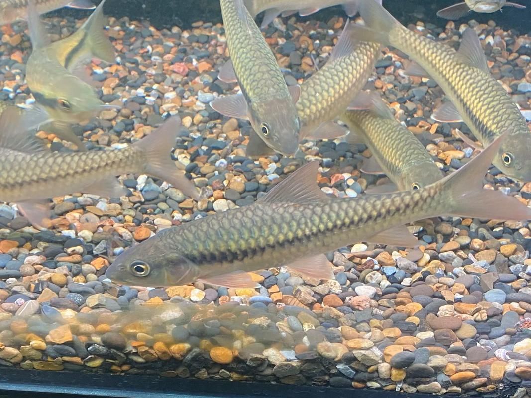 吉羅魚苗2-3cm圖片高清 龍魚百科 第3張 吉羅魚苗2-3cm圖片高清 吉羅魚苗2-3cm圖片高清 龍魚百科 第3張