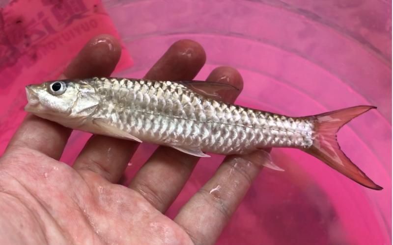 吉羅魚苗2-3cm圖片高清 龍魚百科 第8張 吉羅魚苗2-3cm圖片高清 吉羅魚苗2-3cm圖片高清 龍魚百科 第8張