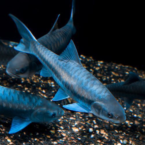 吉羅魚苗2-3cm圖片高清 龍魚百科 第9張 吉羅魚苗2-3cm圖片高清 吉羅魚苗2-3cm圖片高清 龍魚百科 第9張