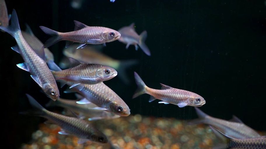 吉羅魚苗2-3cm圖片高清 龍魚百科 第7張 吉羅魚苗2-3cm圖片高清 吉羅魚苗2-3cm圖片高清 龍魚百科 第7張