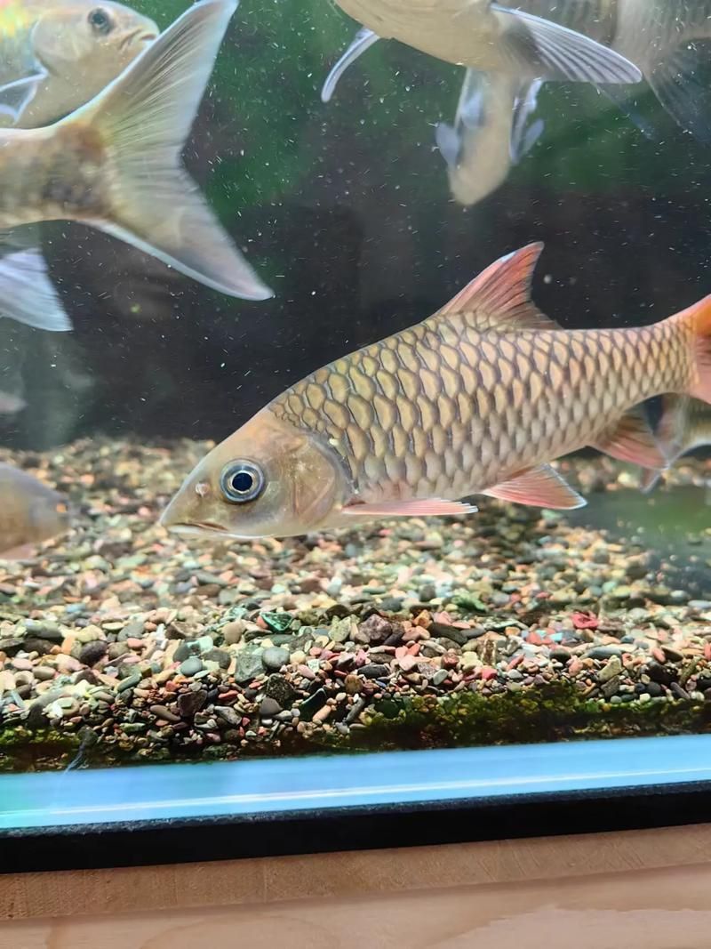吉羅魚苗2-3cm圖片高清 龍魚百科 第10張 吉羅魚苗2-3cm圖片高清 吉羅魚苗2-3cm圖片高清 龍魚百科 第10張