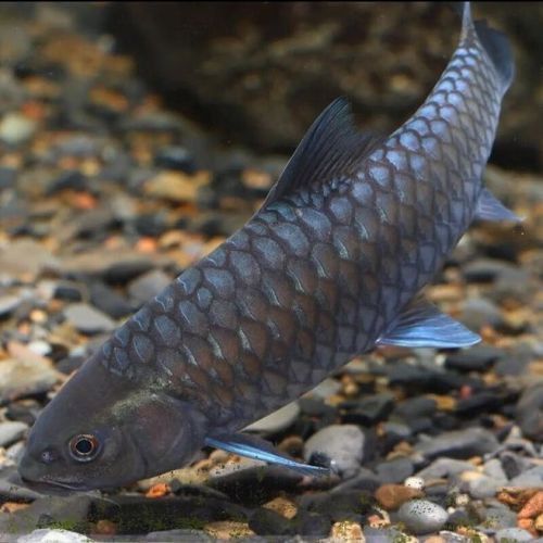 吉羅魚苗2-3cm圖片高清 龍魚百科 第11張 吉羅魚苗2-3cm圖片高清 吉羅魚苗2-3cm圖片高清 龍魚百科 第11張