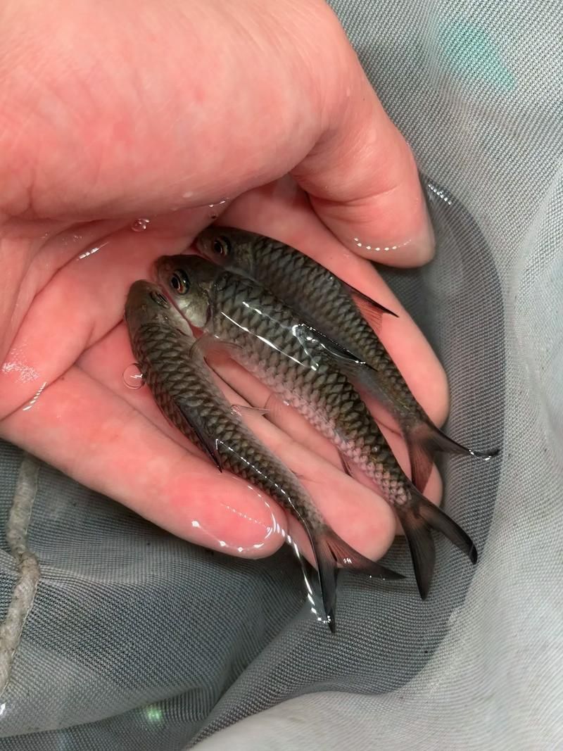 吉羅魚苗2-3cm圖片高清 龍魚百科 第12張 吉羅魚苗2-3cm圖片高清 吉羅魚苗2-3cm圖片高清 龍魚百科 第12張