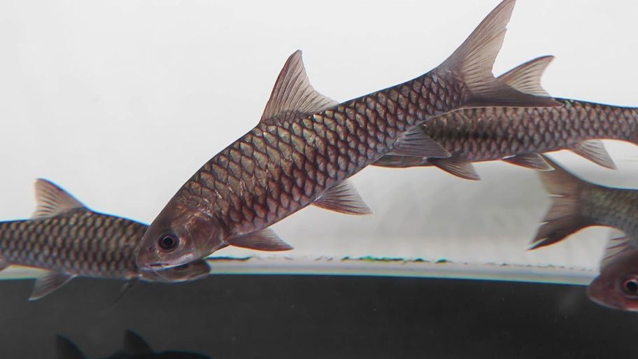 吉羅魚苗2-3cm圖片高清 龍魚百科 第15張 吉羅魚苗2-3cm圖片高清 吉羅魚苗2-3cm圖片高清 龍魚百科 第15張