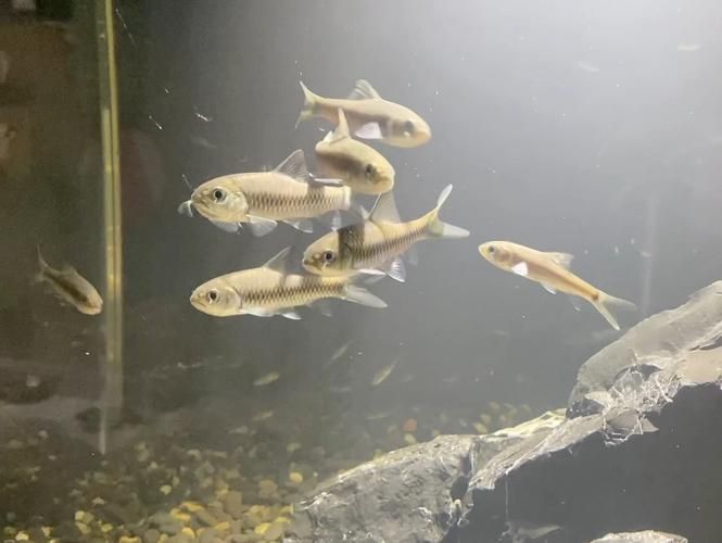 吉羅魚苗2-3cm圖片高清 龍魚百科 第13張 吉羅魚苗2-3cm圖片高清 吉羅魚苗2-3cm圖片高清 龍魚百科 第13張
