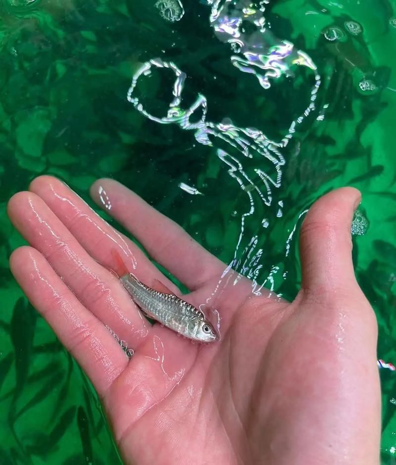 吉羅魚苗2-3cm圖片高清 龍魚百科 第18張 吉羅魚苗2-3cm圖片高清 吉羅魚苗2-3cm圖片高清 龍魚百科 第18張