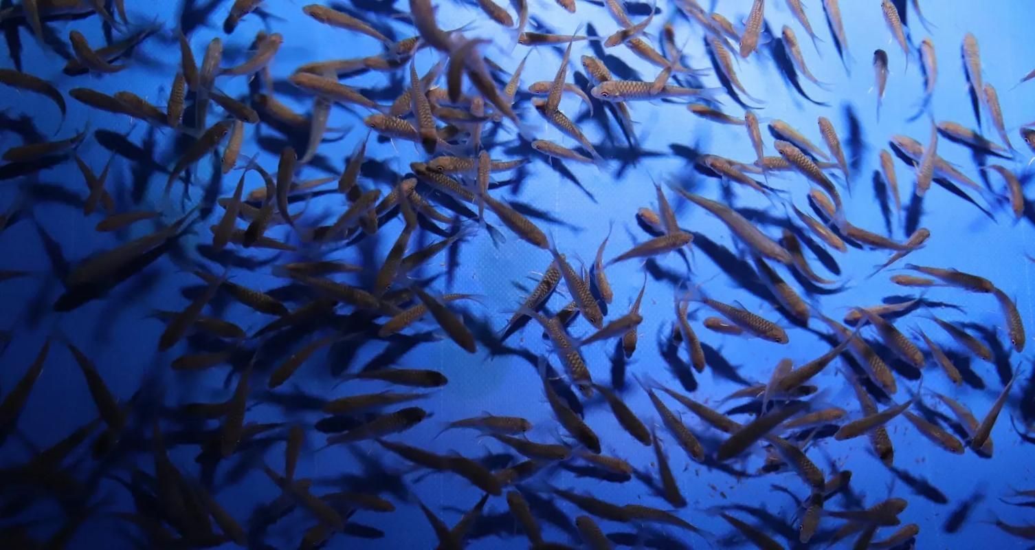 吉羅魚苗2-3cm圖片高清 龍魚百科 第16張 吉羅魚苗2-3cm圖片高清 吉羅魚苗2-3cm圖片高清 龍魚百科 第16張