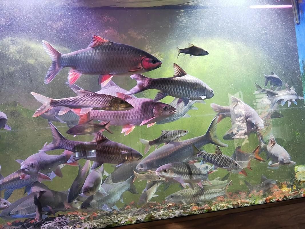 吉羅魚苗2-3cm圖片高清 龍魚百科 第17張 吉羅魚苗2-3cm圖片高清 吉羅魚苗2-3cm圖片高清 龍魚百科 第17張