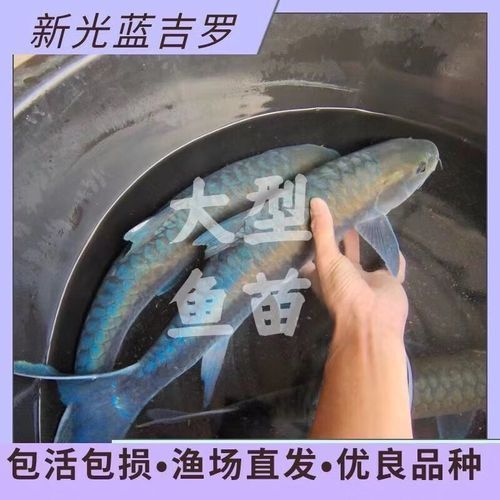 吉羅魚苗2-3cm圖片高清 龍魚百科 第21張 吉羅魚苗2-3cm圖片高清 吉羅魚苗2-3cm圖片高清 龍魚百科 第21張