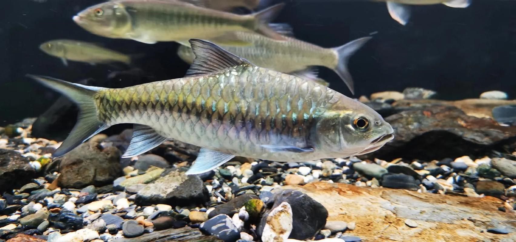 吉羅魚苗2-3cm圖片高清 龍魚百科 第20張 吉羅魚苗2-3cm圖片高清 吉羅魚苗2-3cm圖片高清 龍魚百科 第20張