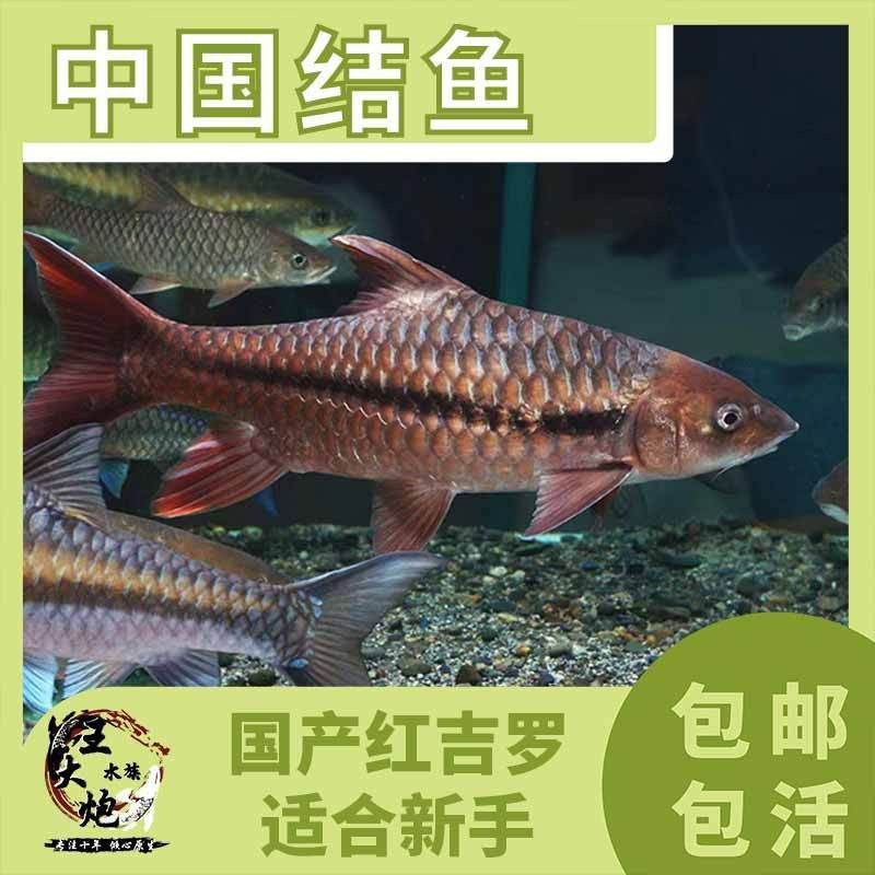 吉羅魚苗2-3cm圖片高清 龍魚百科 第22張 吉羅魚苗2-3cm圖片高清 吉羅魚苗2-3cm圖片高清 龍魚百科 第22張