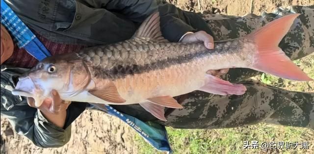 吉羅魚苗2-3cm圖片高清 龍魚百科 第23張 吉羅魚苗2-3cm圖片高清 吉羅魚苗2-3cm圖片高清 龍魚百科 第23張