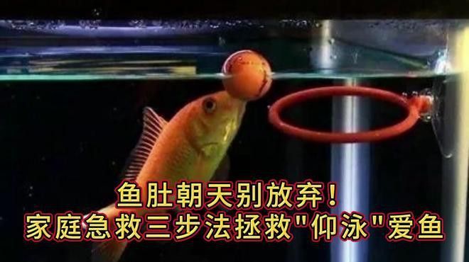 龍魚翻肚后如何判斷其生死？