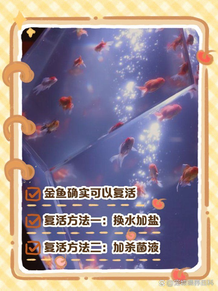 金魚死了還能復(fù)活嗎