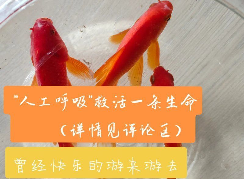 金魚死了還能復(fù)活嗎
