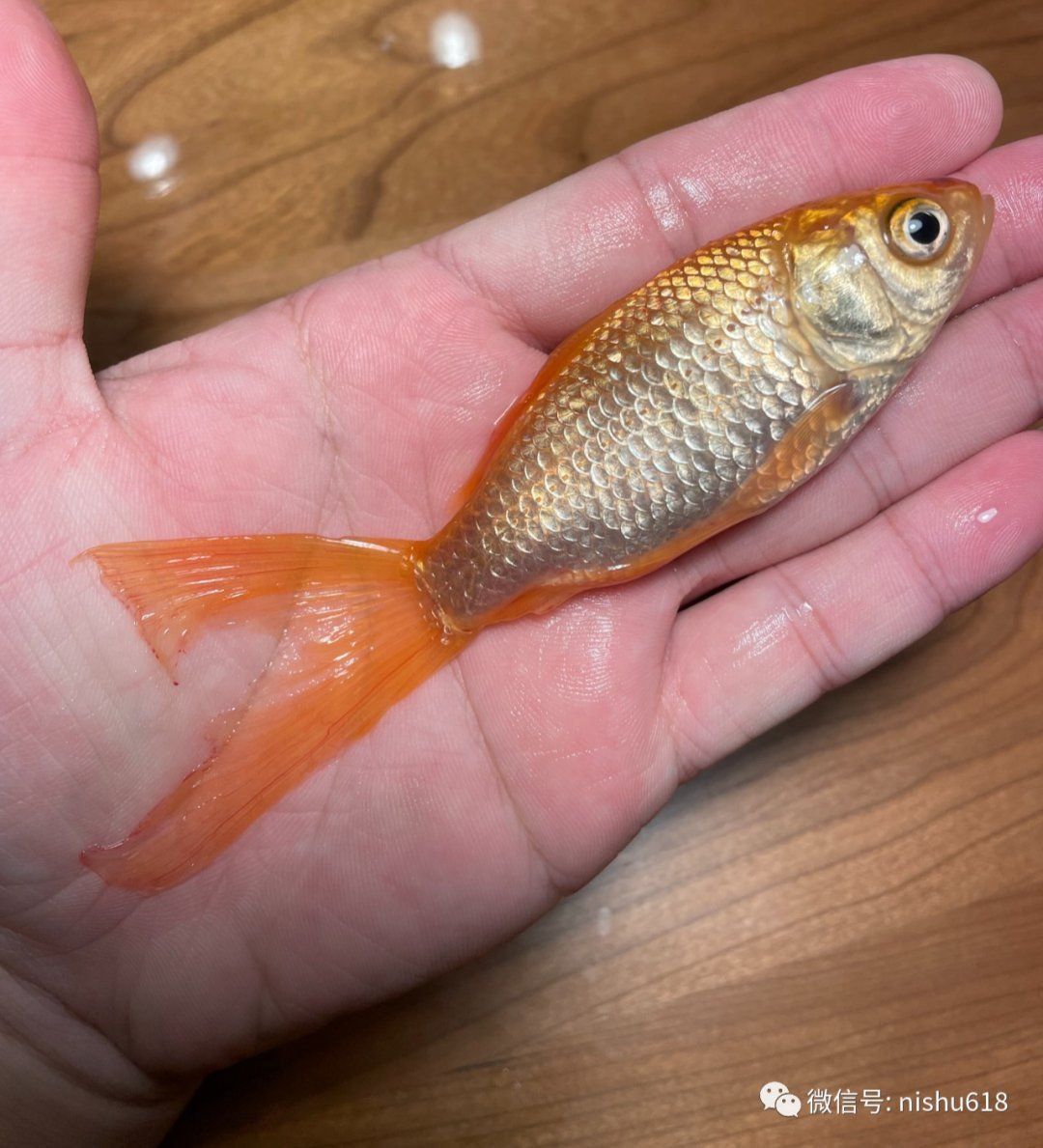 金魚死了還能復(fù)活嗎