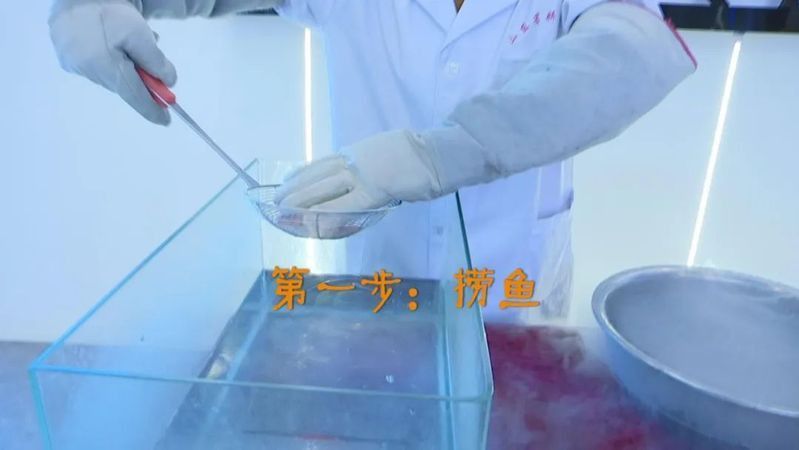 金魚死了還能復(fù)活嗎