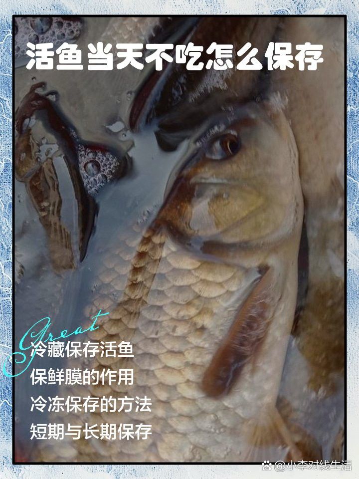 如何保存福龍魚以保持其新鮮度？ 如何保存福龍魚以保持其新鮮度？ 龍魚百科 第1張