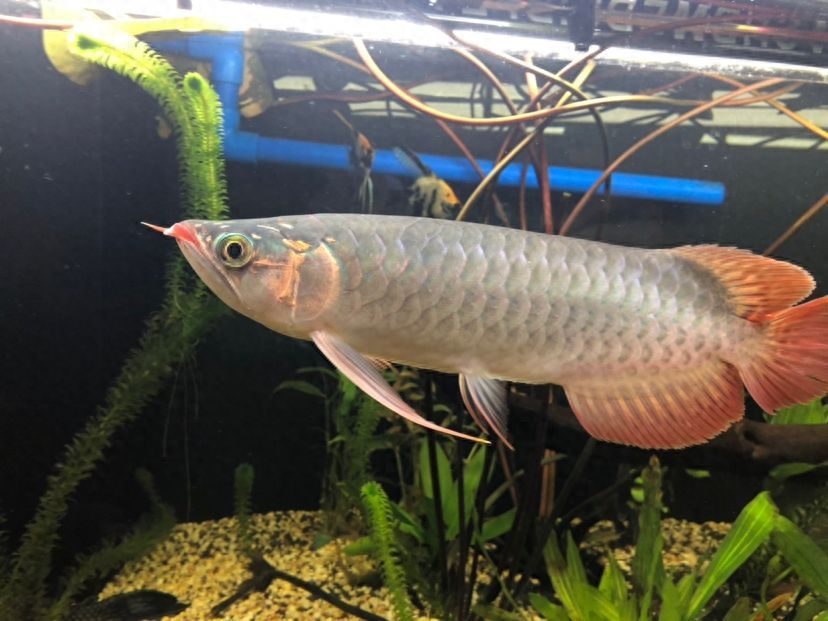 龍魚晚上開夜燈好不好（龍魚晚上開夜燈對龍魚有影響，養(yǎng)魚愛好者和專業(yè)人士的意見并不統(tǒng)一）