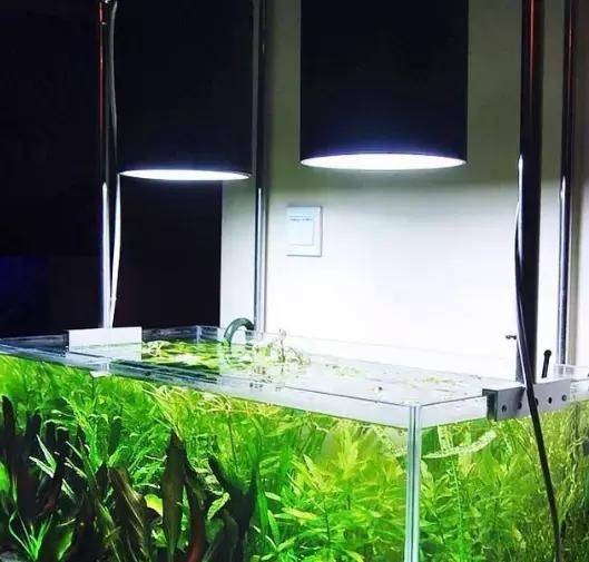 龍魚燈管應該放在哪個部位（龍魚燈管擺放位置）
