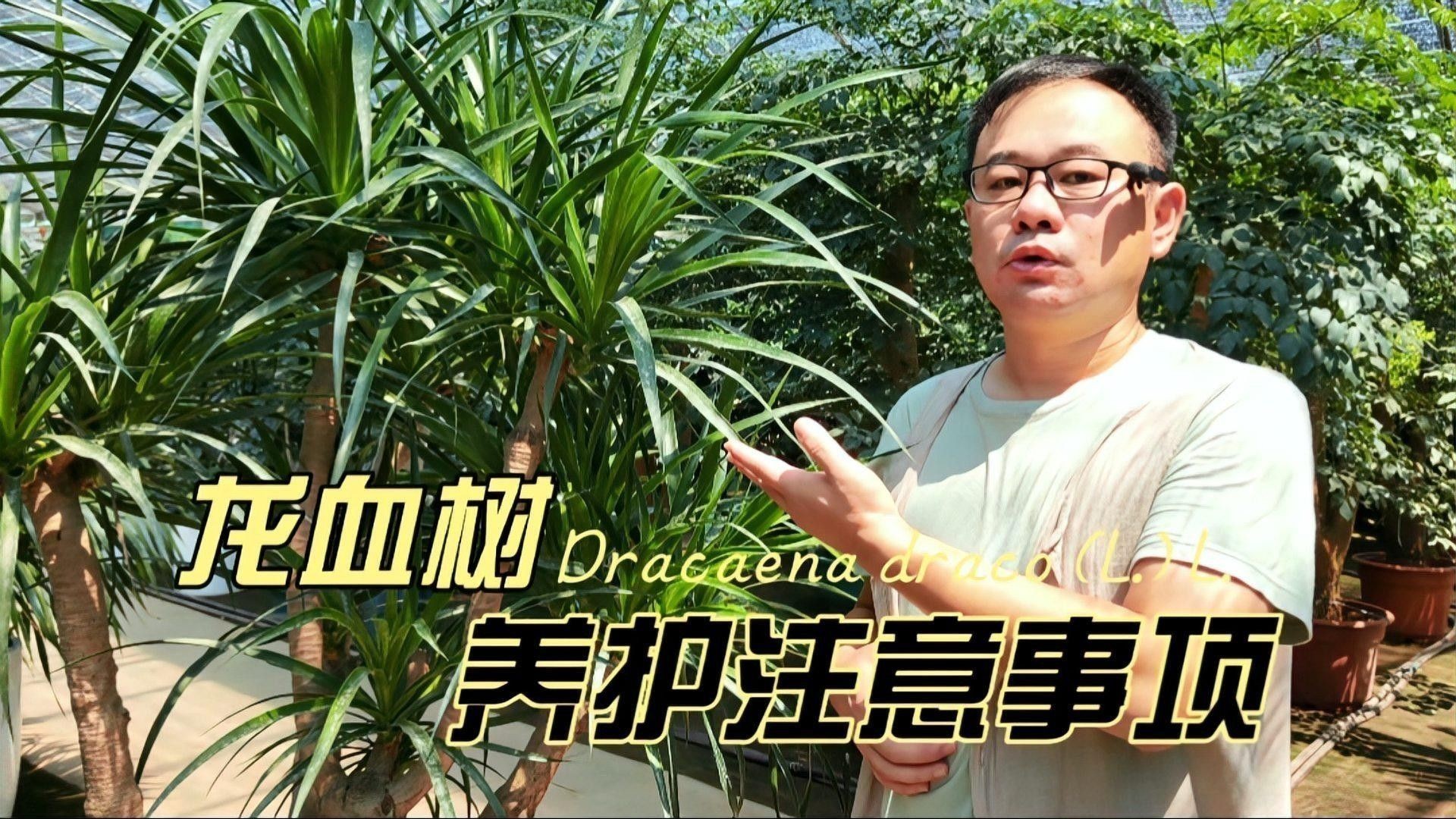 龍血樹(shù)如何養(yǎng)護(hù)？