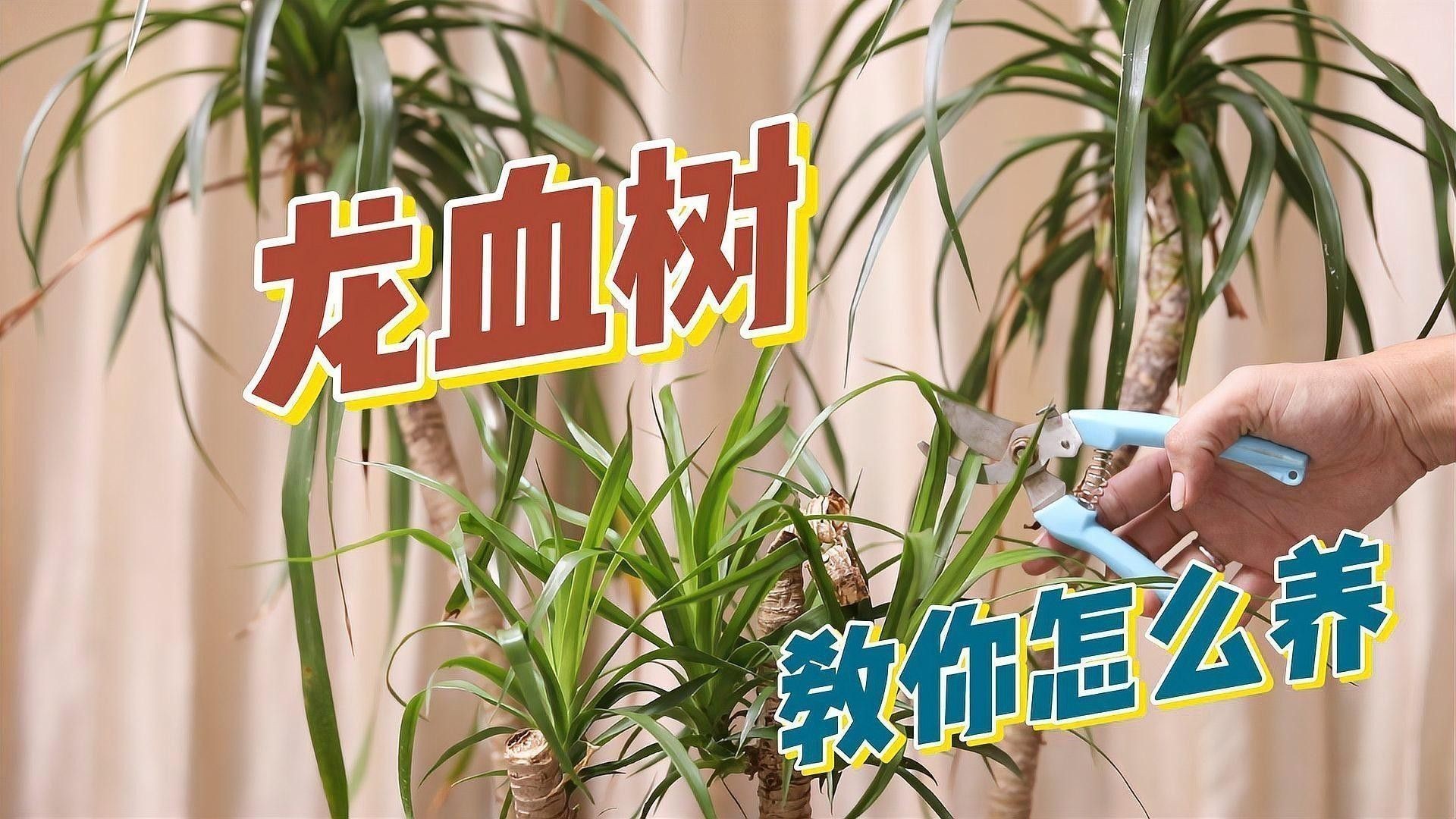 龍血樹(shù)如何養(yǎng)護(hù)？