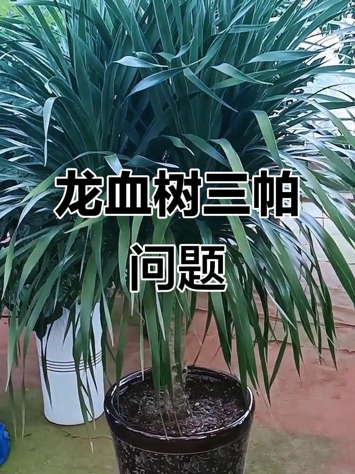 龍血樹如何養護？