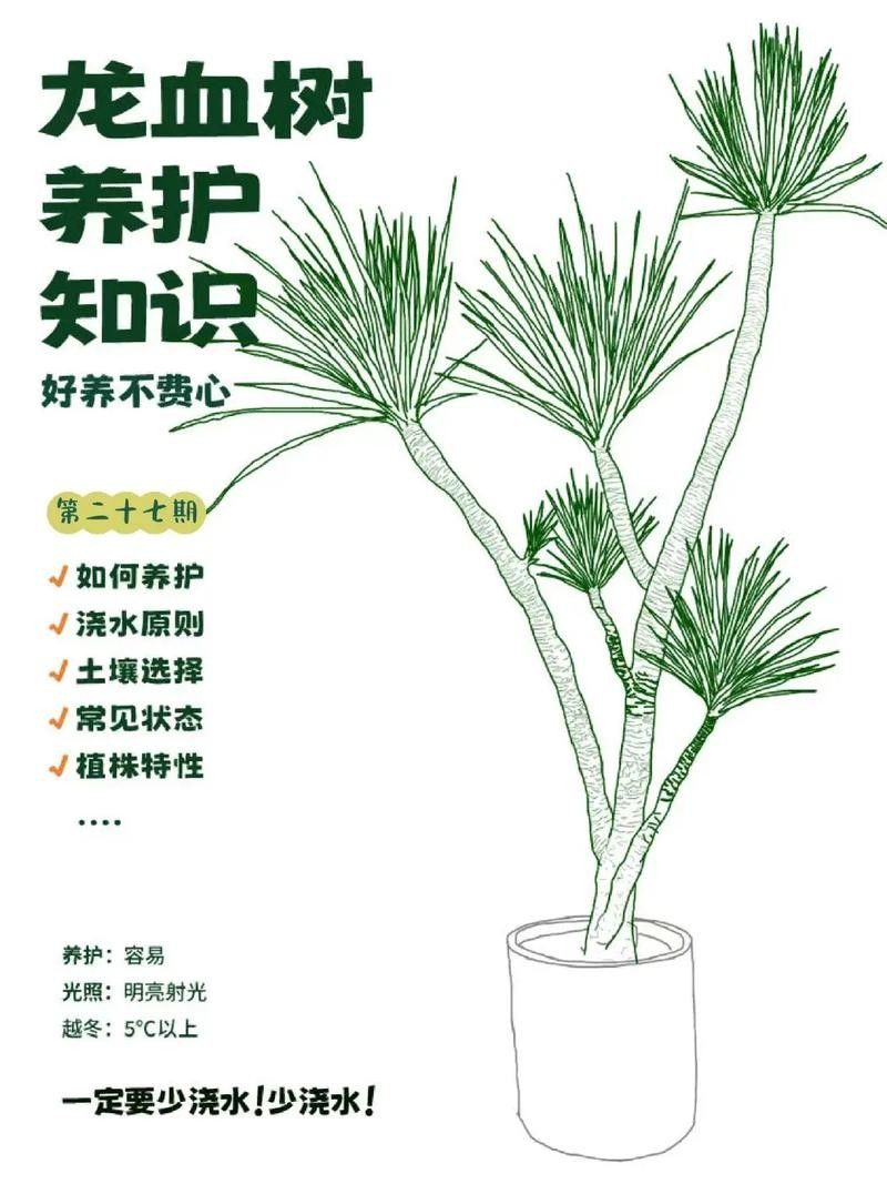 龍血樹如何養護？